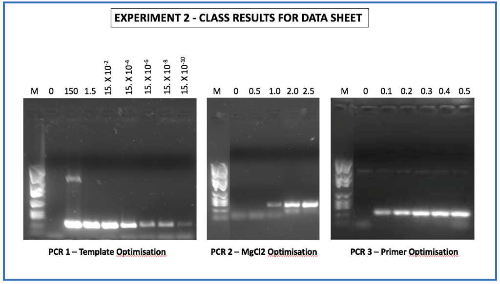 Solved PCR 2 VARYING MgCl2 CONCENTRATION From the gel