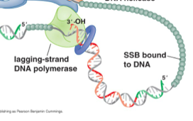 Dna Replication Initiation Elongation And Termination Lecture 5 Flashcards Chegg Com