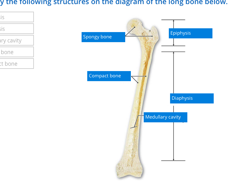 Long Bone With Diagram - 1 02 Anatomy Of A Long Bone Quiz By