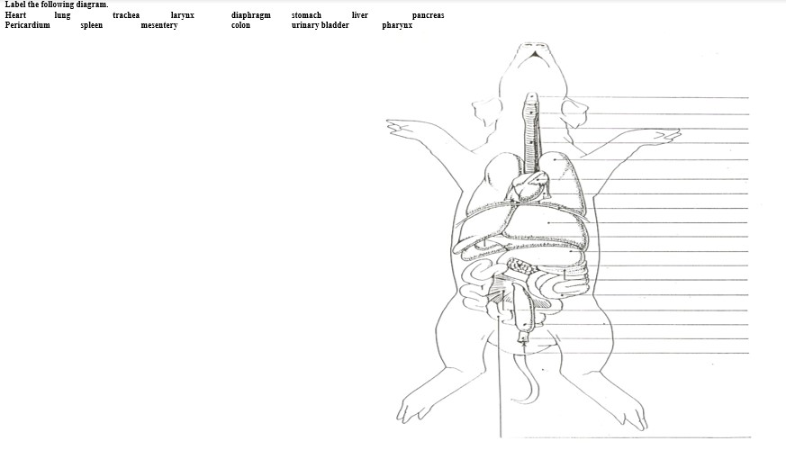 Solved Label the following diagram. Heart Pericardium lung | Chegg.com