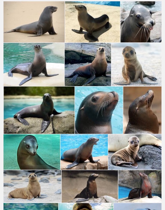 Kelp forest animals Flashcards 