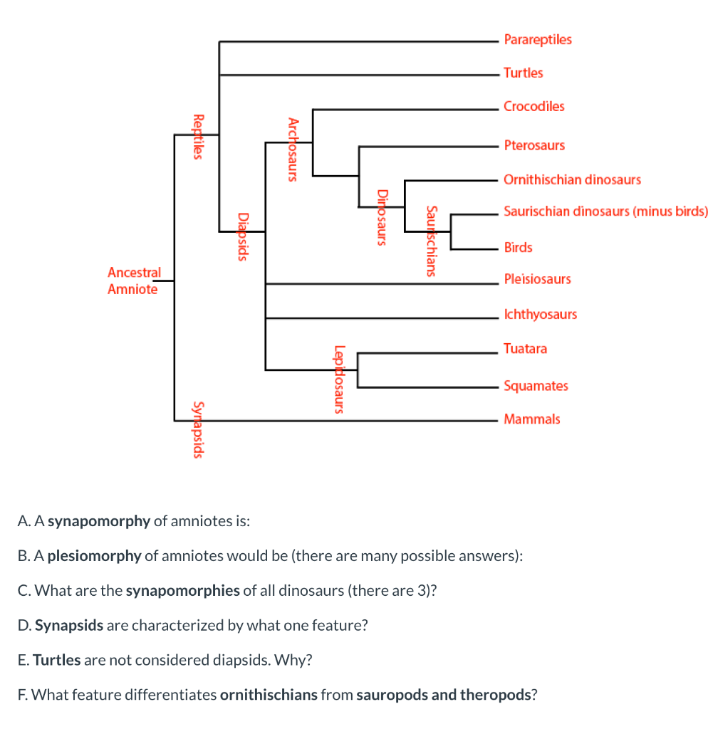 Solved Parareptiles Turtles Crocodiles Reptiles Archosaurs | Chegg.com