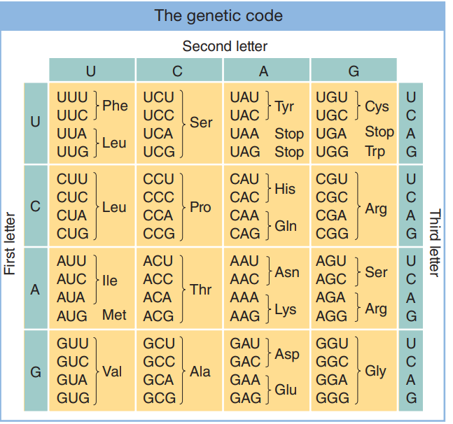 Solved Section Use The Codon Table From The Book To Chegg Com