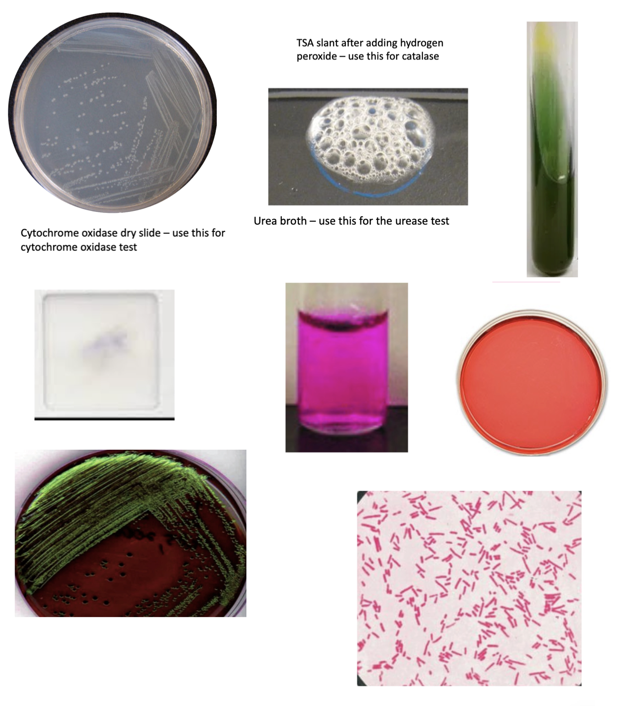 Solved what unknown do I have? Bacillus | Chegg.com