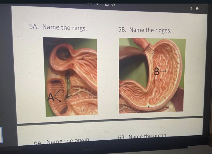 Solved 9 5A. Name the rings. 5B. Name the ridges. B- A 6B. | Chegg.com