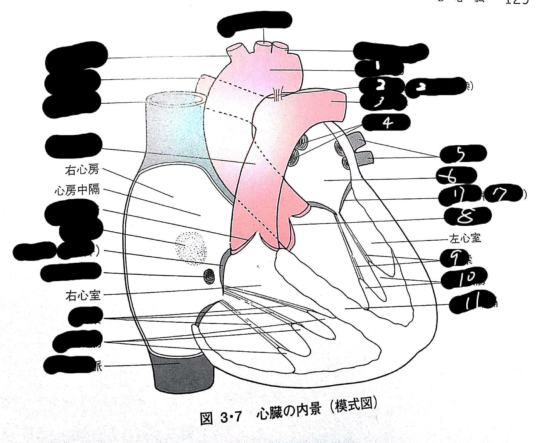 解剖学実習予備テスト Flashcards Chegg Com