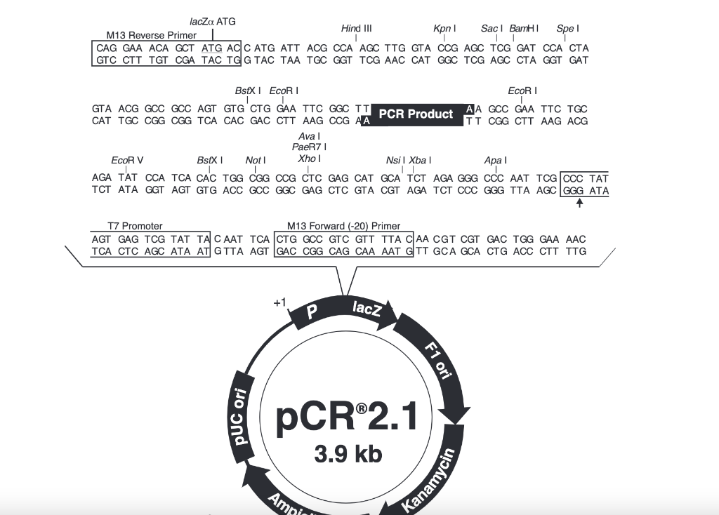 Solved 1. View the plasmid vector diagram. Identify the | Chegg.com
