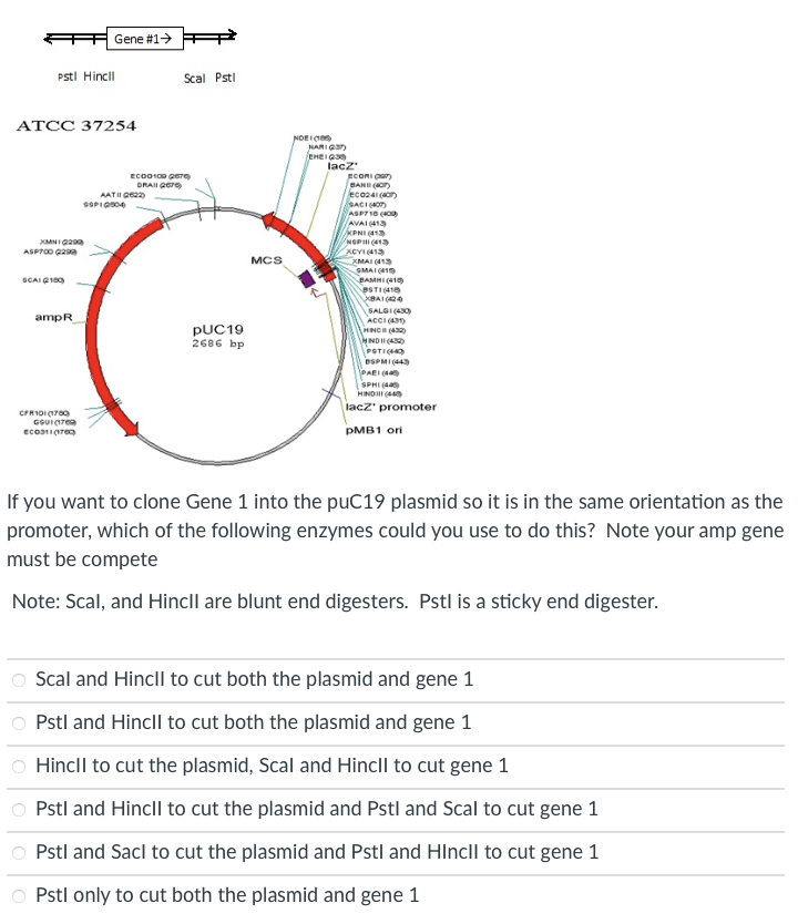 Solved If you want to clone Gene 1 into the puC19 plasmid so | Chegg.com