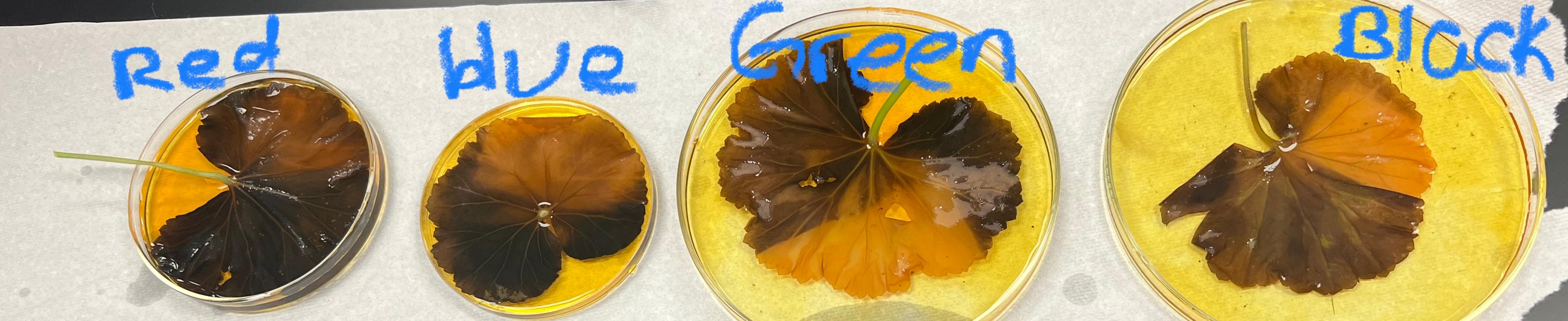 Solved Experiment 6.1. Photosynthesis under colored | Chegg.com