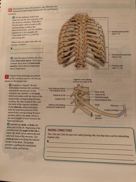 Solved Classifying Bones According to Location Bones can be | Chegg.com