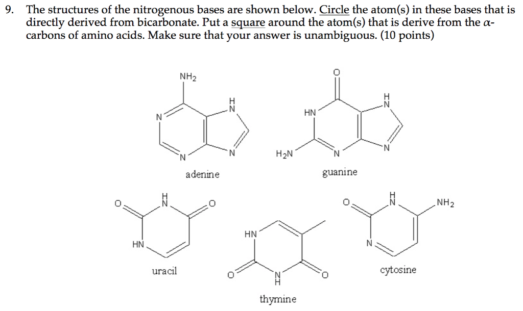 Nitrogenous Base