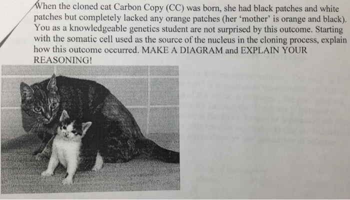 Hen The Cloned Cat Carbon Copy (CC) Was Born, She ... | Chegg.com