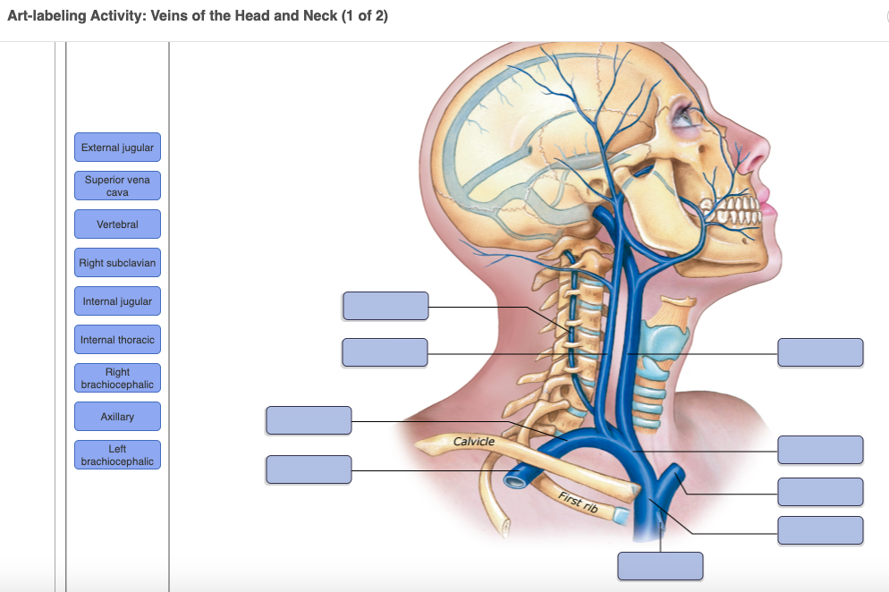 Solved Art-labeling Activity: Veins of the Head and Neck (1 | Chegg.com