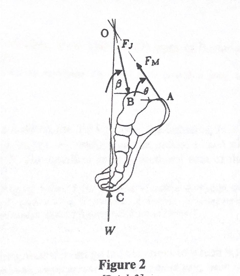 Solved Consider a person standing on tiptoe on one foot as | Chegg.com