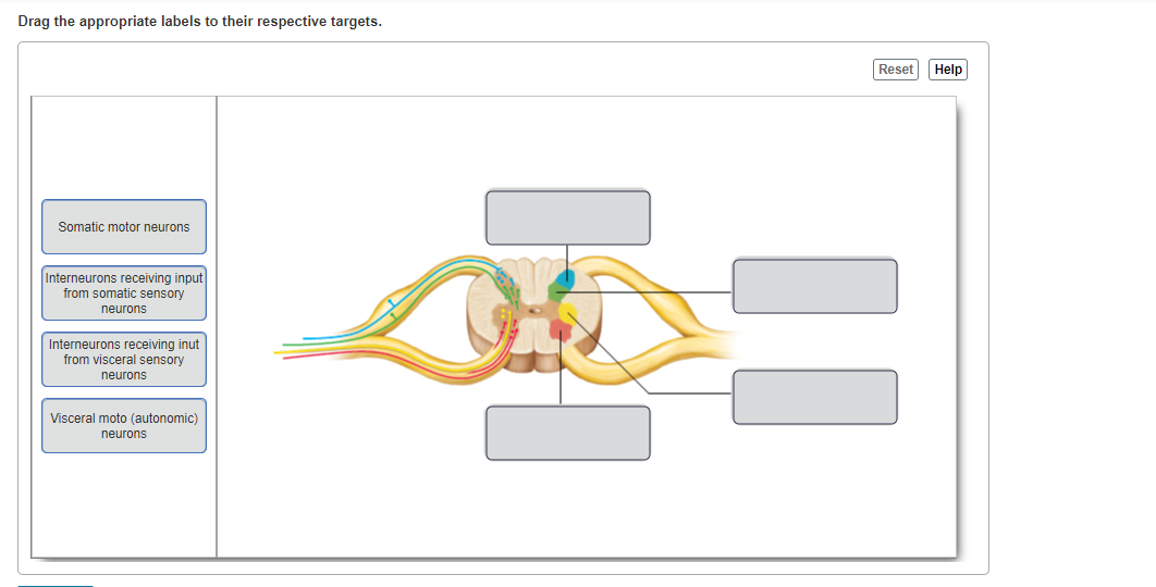 Solved Drag the appropriate labels to their respective | Chegg.com