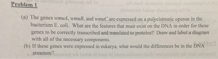 Solved Problem 1 (a) The genes wmud, wmuB, and wmuC are | Chegg.com