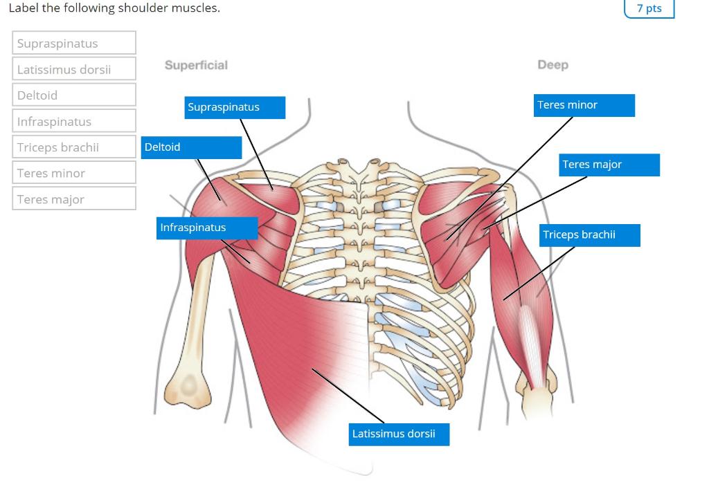 Label The Following Shoulder Muscles 7 Pts Chegg Com