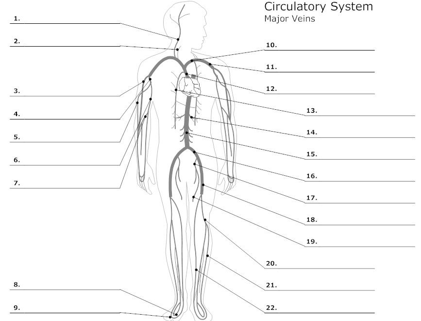 1. external jugular﻿﻿ 2. internal | Chegg.com