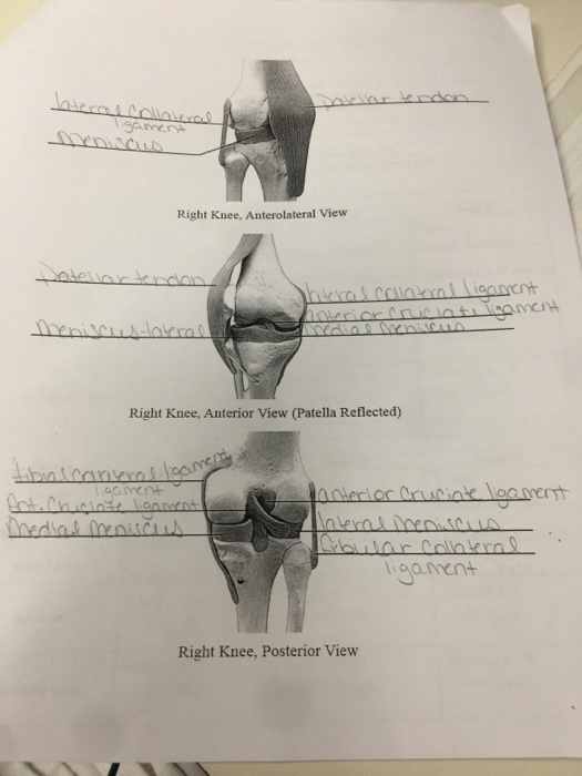 right patella