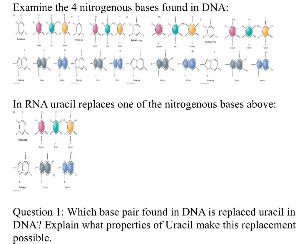 Solved Examine the 4 nitrogenous bases found in DNA Am