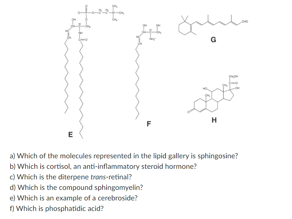 Solved 1. Refer to the gallery of lipid molecules below to | Chegg.com