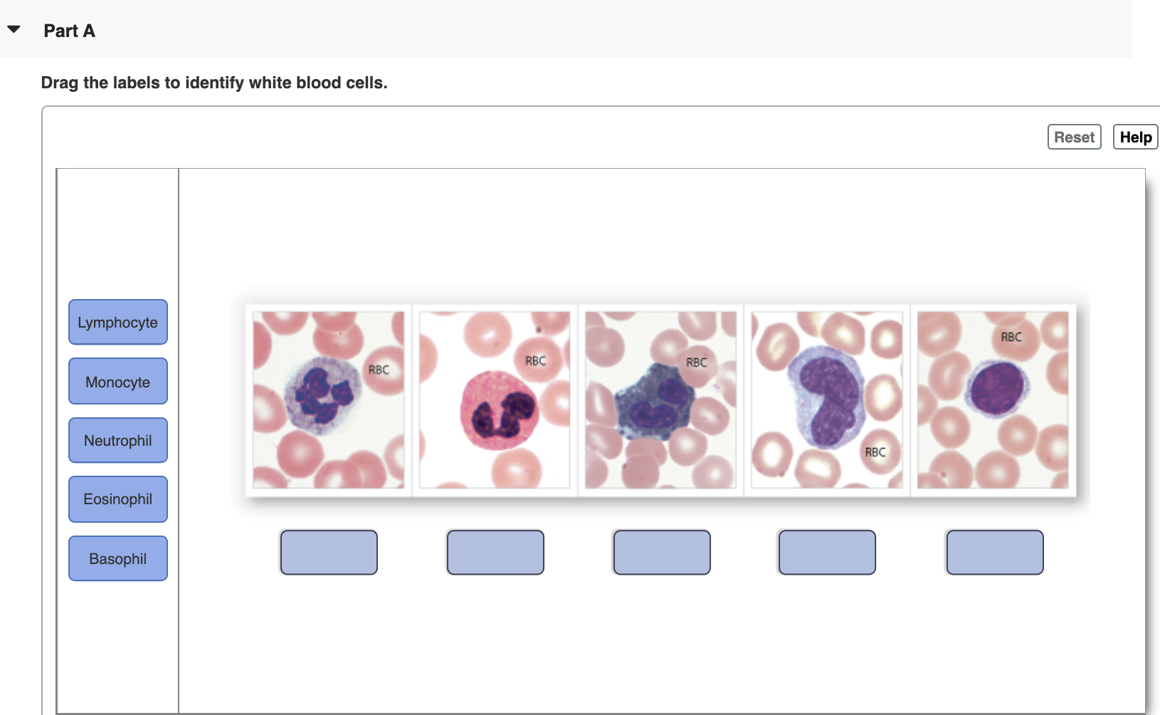 Solved Part A Drag the labels to identify white blood cells.