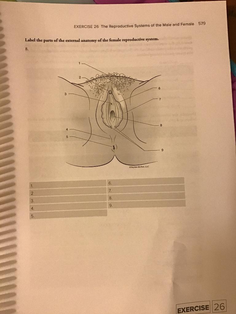 Solved EXERCISE 26 The Reproductive Systems of the Male and | Chegg.com