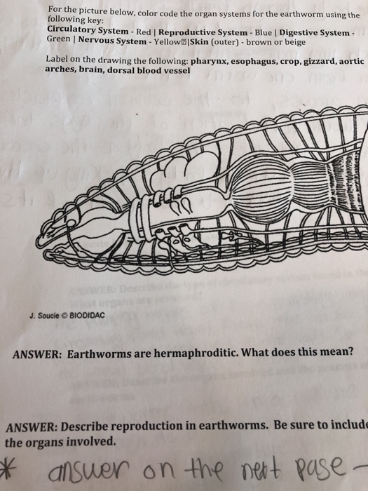 Segmented Worms The Earthworm Worksheet Answers Worksheets Joy