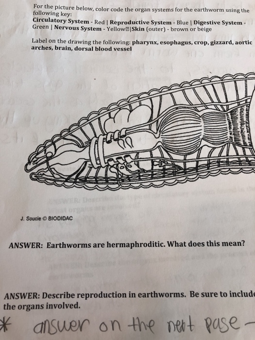 segmented-worms-the-earthworm-worksheet-answers-worksheets-joy