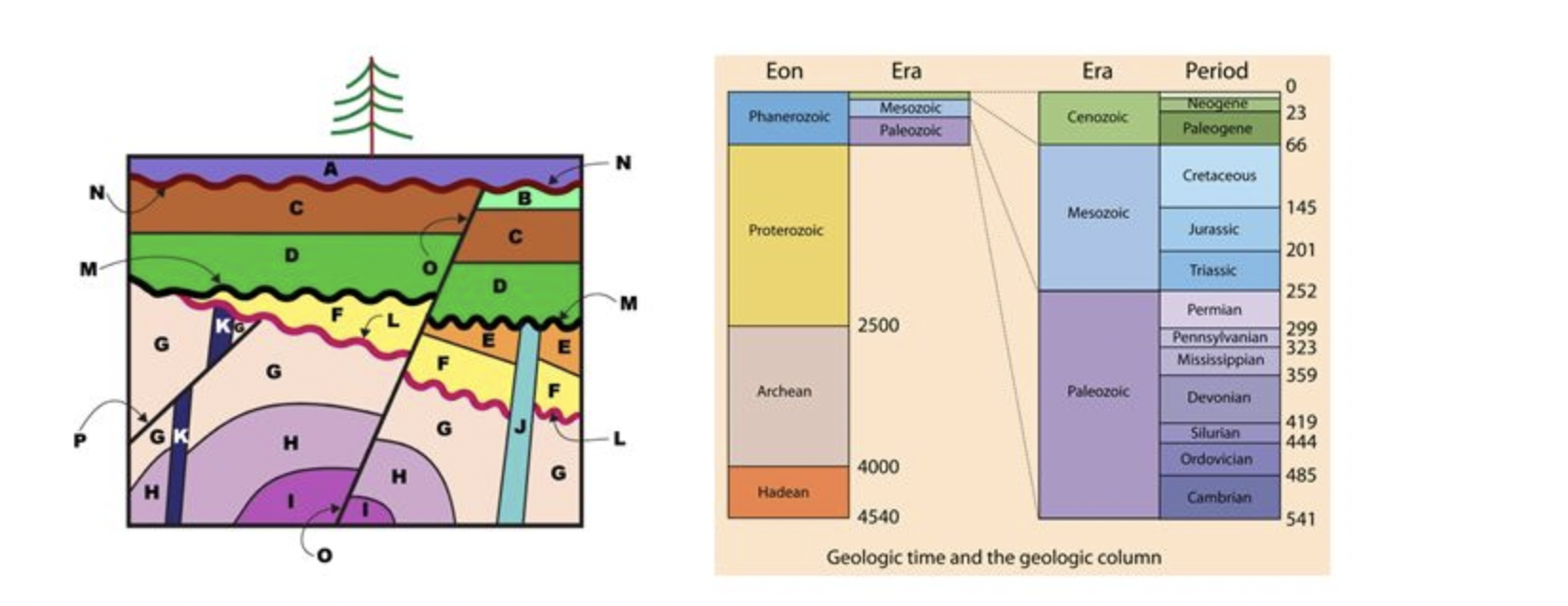 Solved Eon Era Era 泰 Phanerozoic Mesozoic Paleozoic Cenozoic | Chegg.com