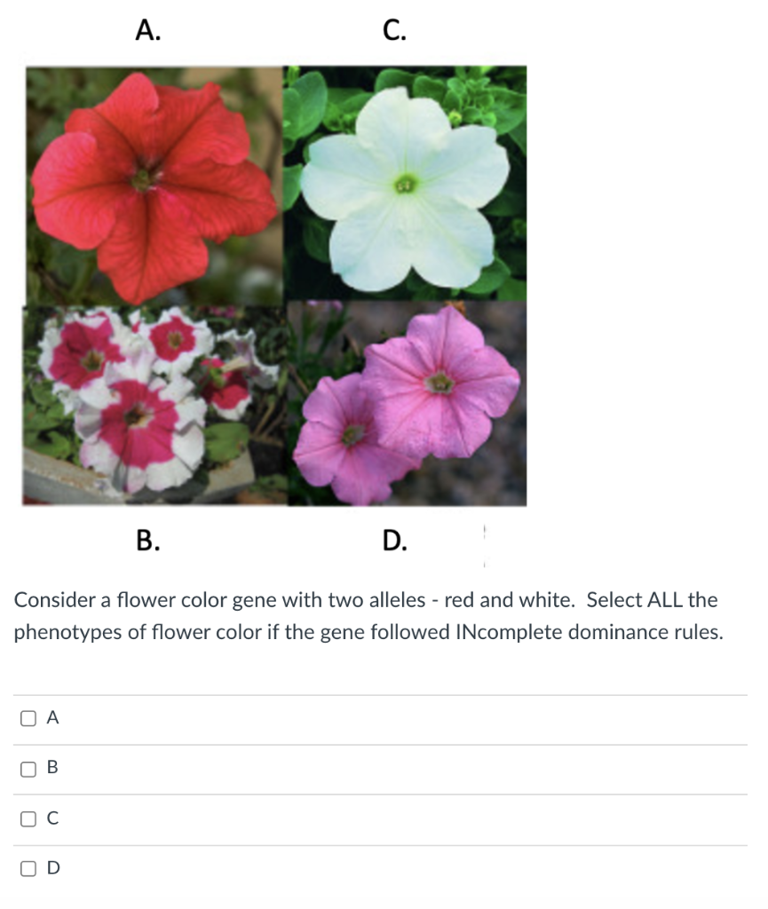 Solved A. C. B. D. Consider a flower color gene with two
