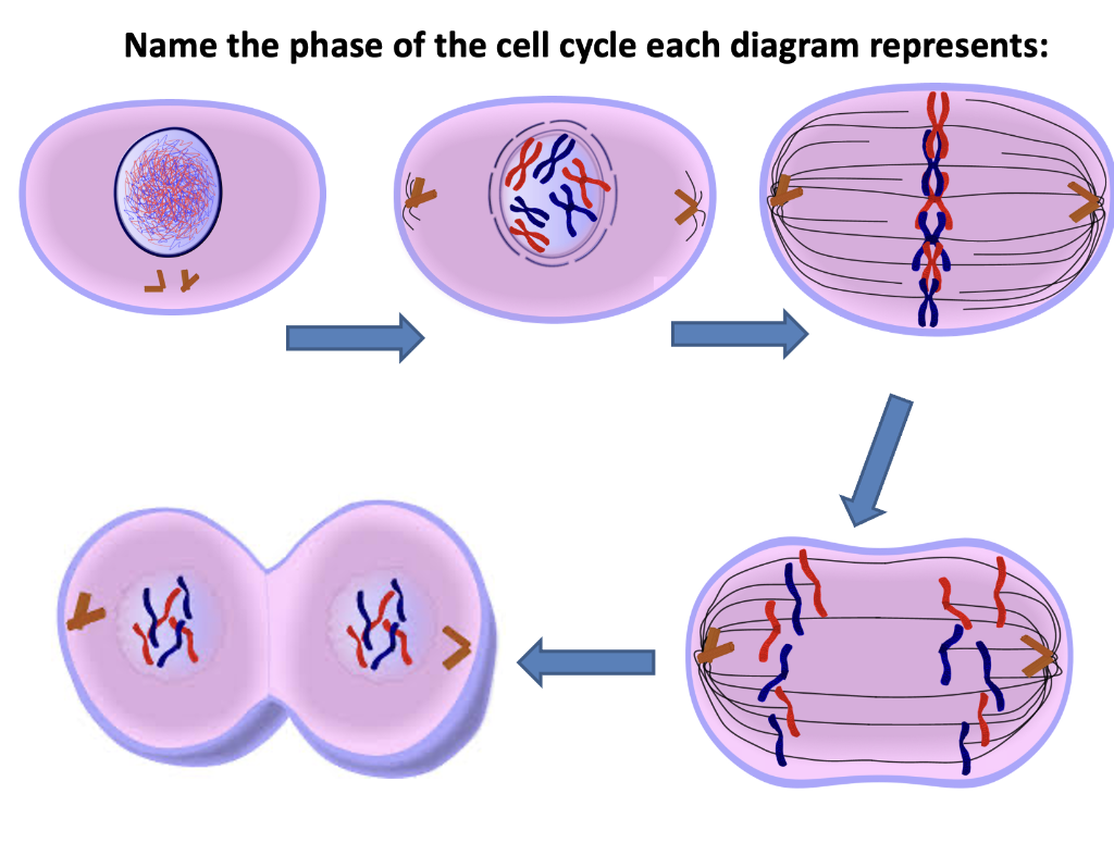 Solved Name the phase of the cell cycle each diagram Biology Diagrams