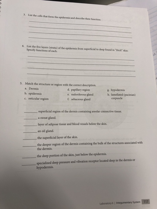 Solved 3. List the cellsthat form the epidermis and describe | Chegg.com