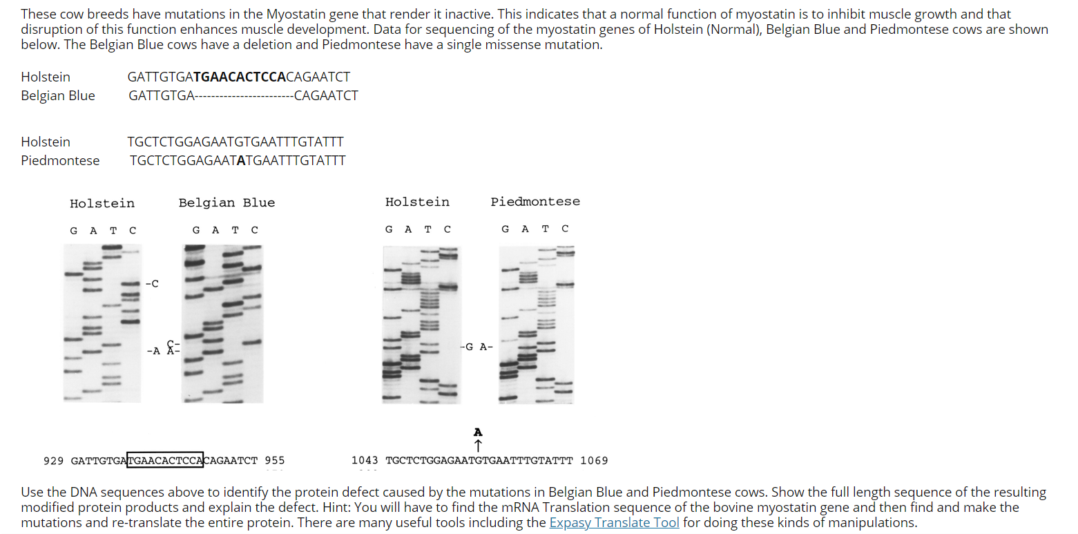 These Cow Breeds Have Mutations In The Myostatin Gene