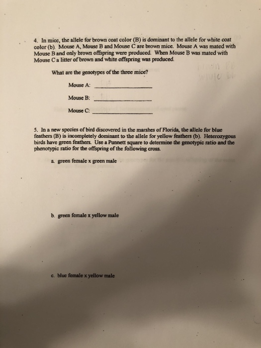 Solved 4. In mice, the allele for brown coat color (B) is