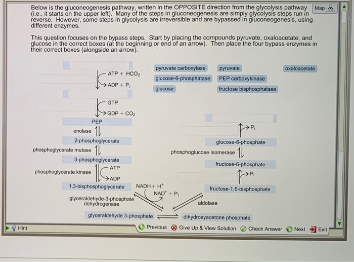 Solved Below is the gluconeogenesis pathway, written in the | Chegg.com
