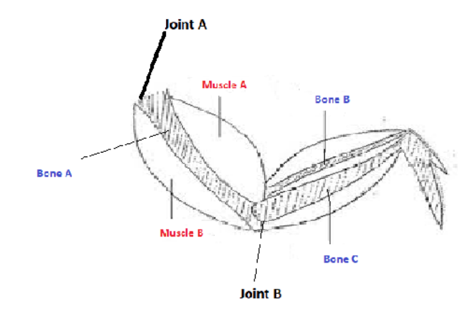 chicken wing dissection drawing