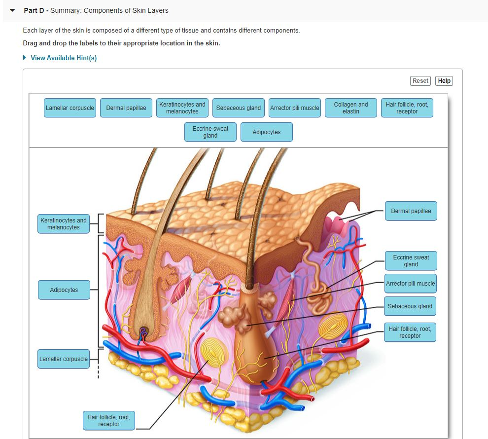 solved-part-c-layers-of-the-dermis-the-dermis-is-deep-t-chegg