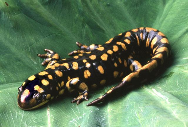 Salamander berkembang biak dengan cara