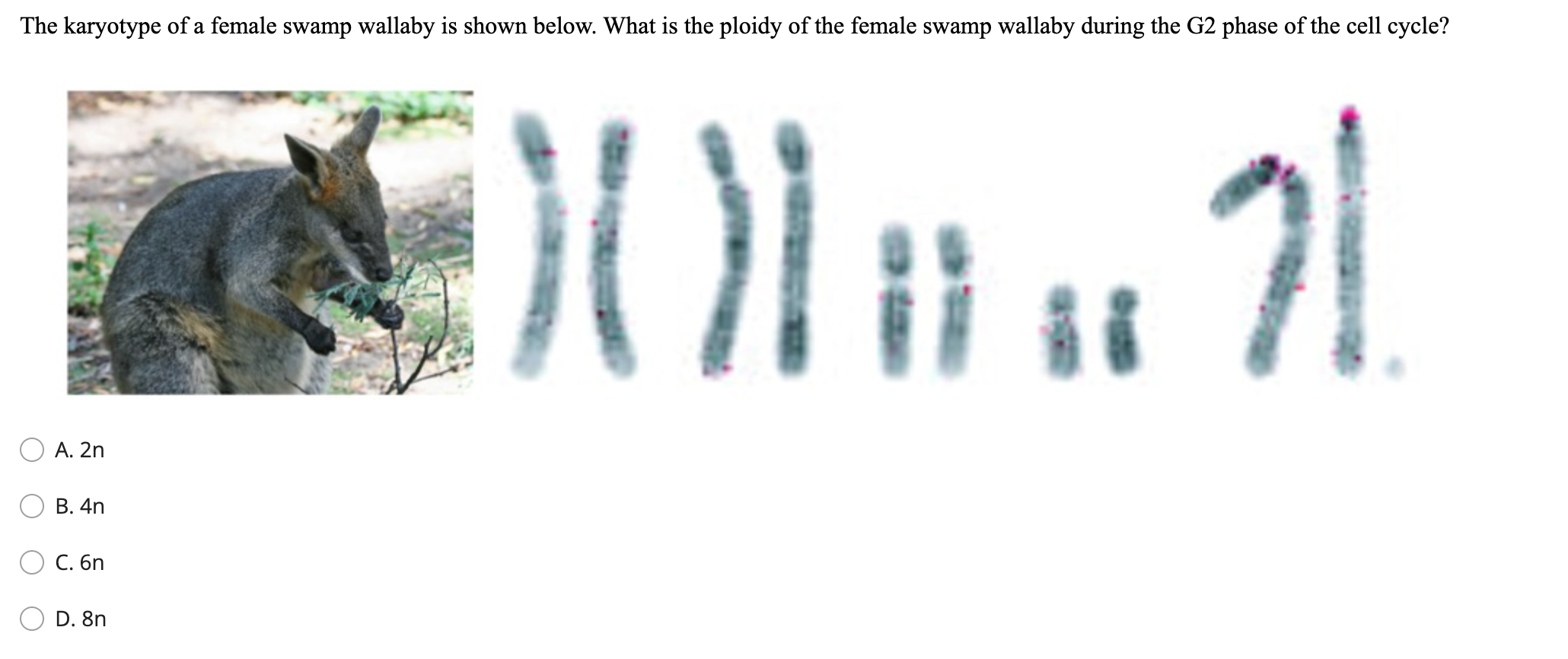 The karyotype of a female swamp wallaby is shown below. What is the ploidy of the female swamp wallaby during the G2 phase of