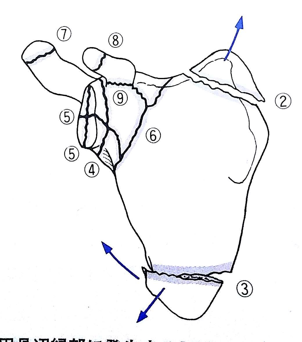 上肢帯 上腕骨遠位の骨折脱臼 Flashcards Chegg Com