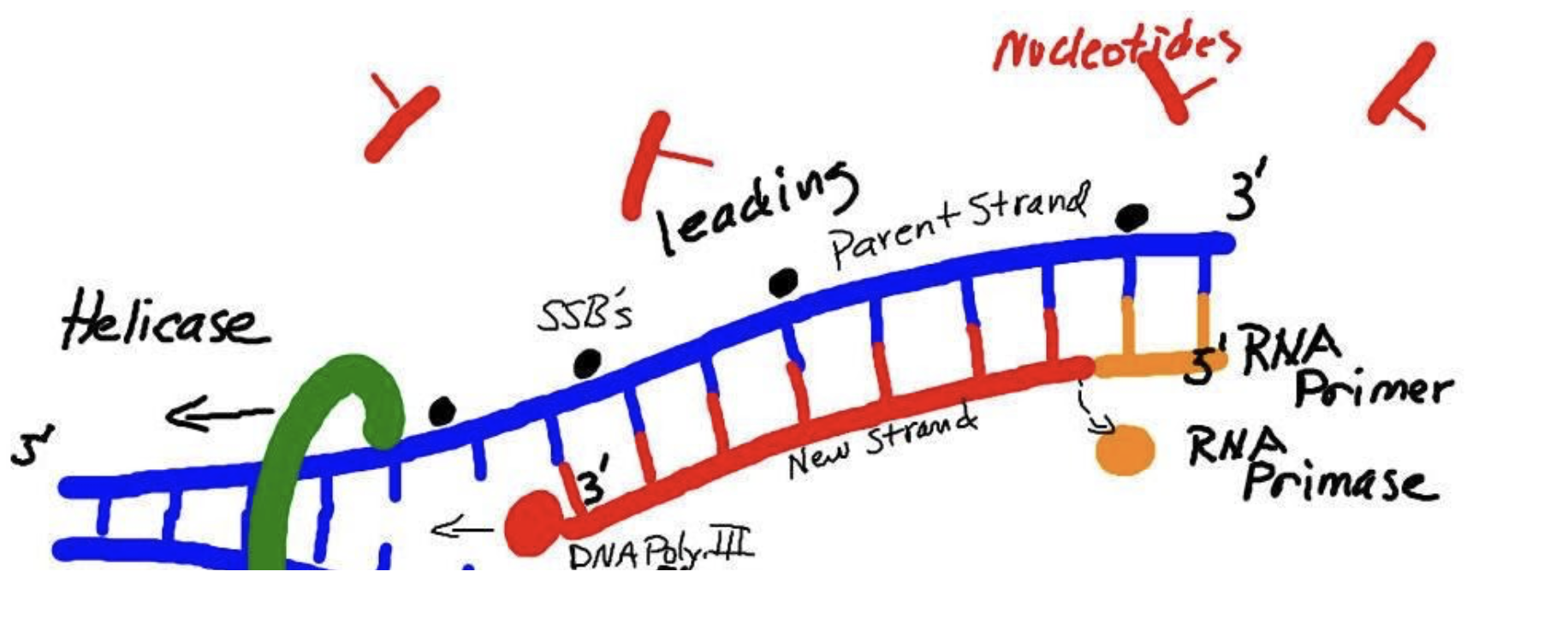 Solved 1. Which is included in the PCR reaction, and which | Chegg.com