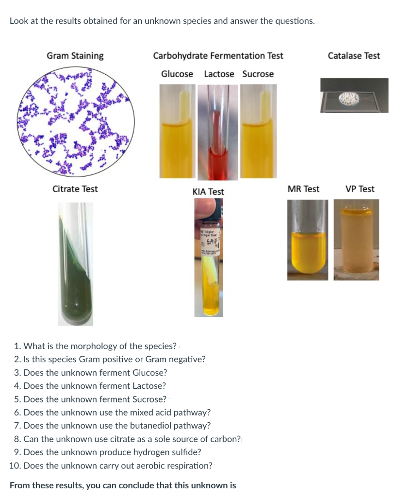 Solved Please identify the unknown species and conclude | Chegg.com