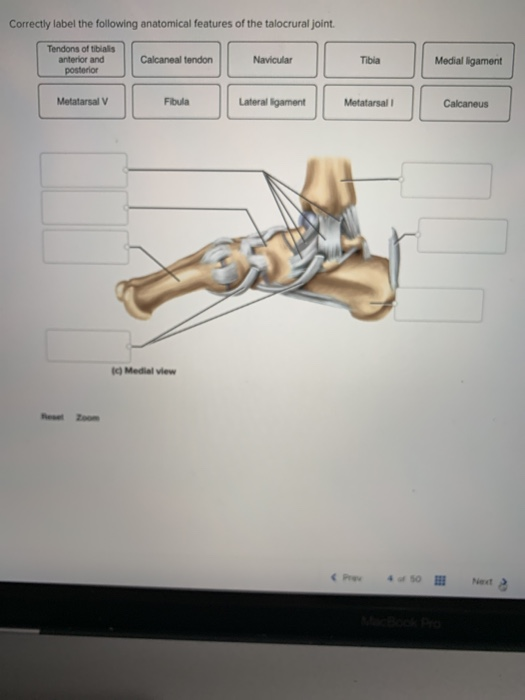 Solved Correctly Label The Following Anatomical Features Of 