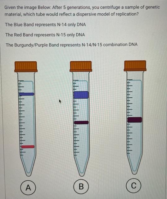 chargaff's rules the base pairing rules state that in a dna molecule