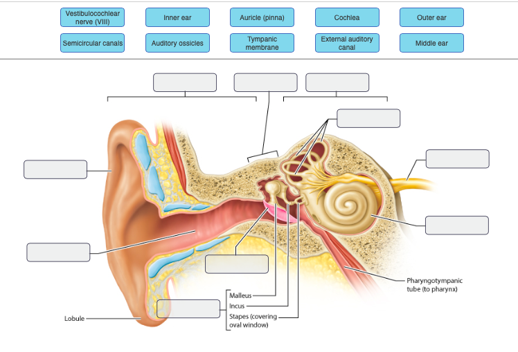 define auditory nerve