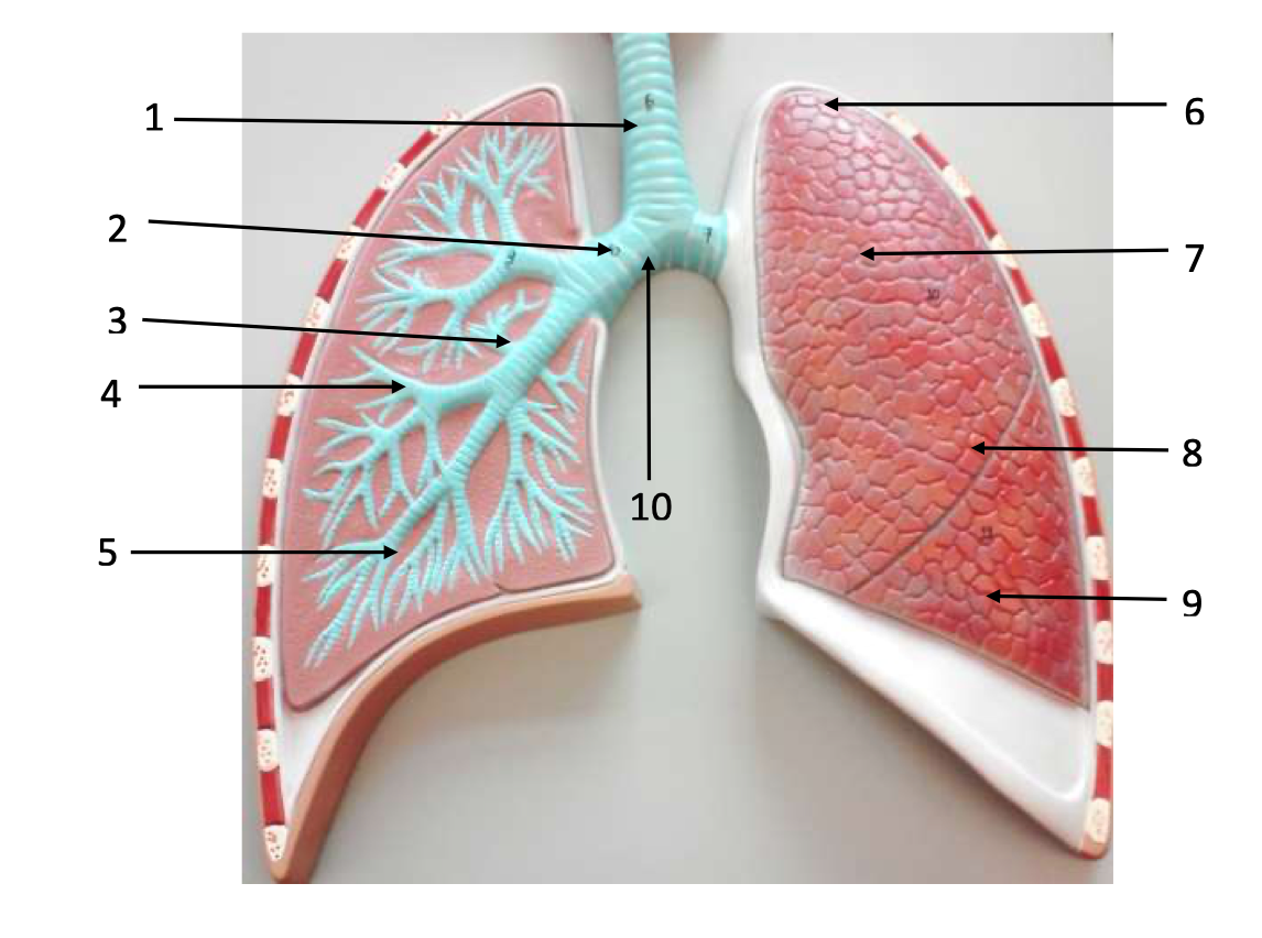 Solved Label the following structures: Superior | Chegg.com