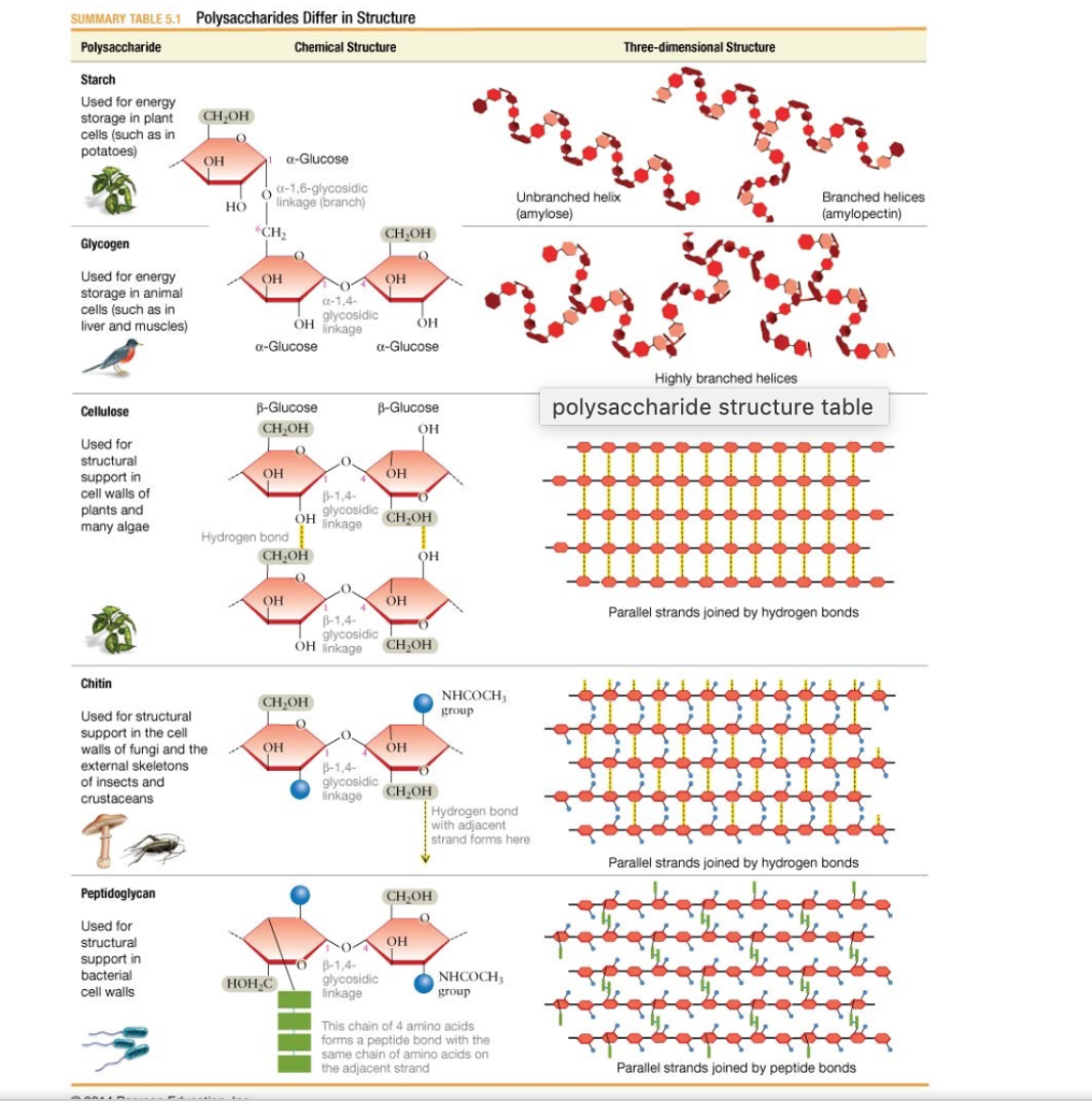 solved-match-the-types-of-polysaccharides-in-this-table-with-chegg