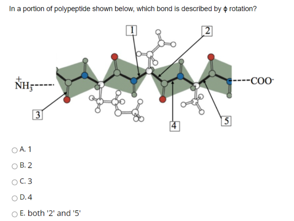 Solved In a portion of polypeptide shown below, which bond | Chegg.com