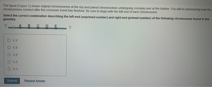 Paracentric Inversion Practice Questions Solved igure 1 of 1 Inversion Pairing Paracentric inversion | Chegg.com